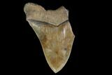 Bargain, Fossil Megalodon Tooth - Serrated Blade #157374-1
